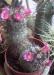 Mammillaria Mazatlanensis di Anelisa.jpg